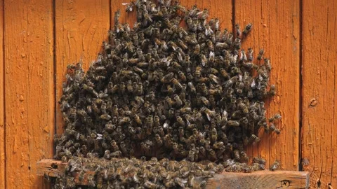 Bees Gather Outdoors. Clustering Insects On Hive Wall With Textured Wings And Stock Footage 344877031