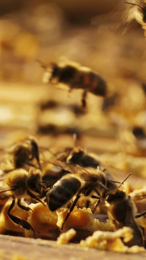 Bees gather pollen and nectar in their hive during warm summer afternoon Stock Footage 312243127