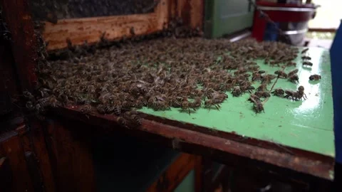 Bees Gathering After Honeycomb Handling Stock Footage 340121560