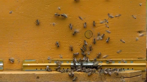 Bees gathering to bee house 4K Stock Footage 40646769