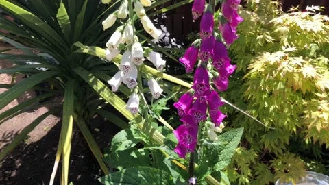 Bees gathering nectar in foxgloves Stock Footage 133187509