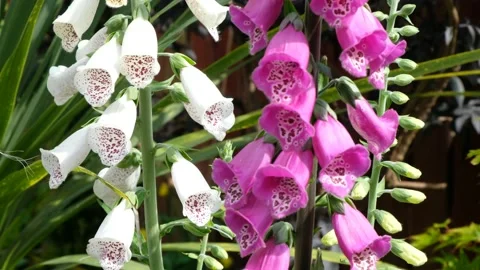 Bees gathering nectar in foxgloves Stock Footage 133188238