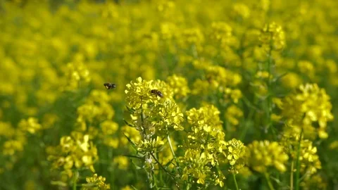 Bees gathering nectar on mustard field Stock Footage 77669103