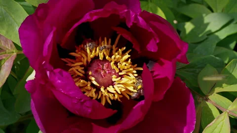 Bees Gathering Nectar From Peony Flowers for Honey Production, Beekeeping Video stock 336279550