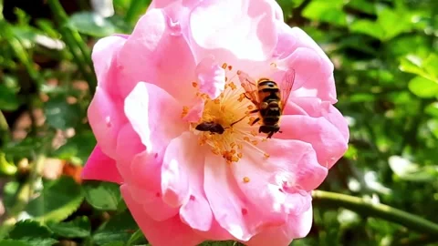 Bees Gathering Nectar From a Tea Rose in a Garden During the Afternoon Hours Stock Footage 345365188