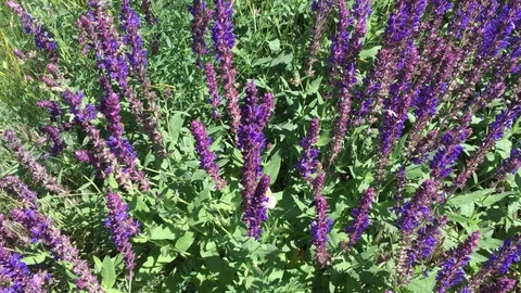 Bees gathering nectar on wild sage flowers at summer season 스톡 동영상 125421509