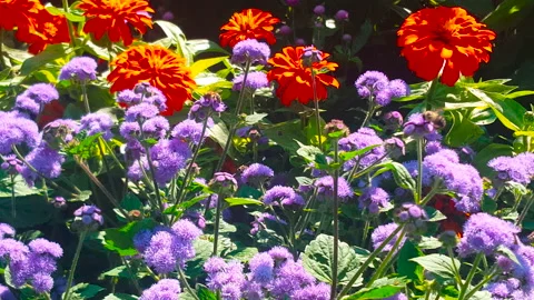 Bees gathering pollen on brightly colored flowers Stock Footage 207340760