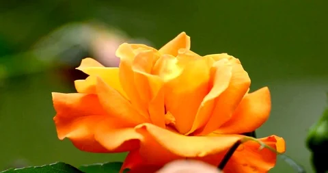 Bees Gathering Pollen From A Flower Stock Footage 108865828