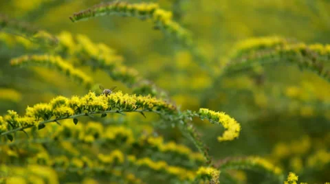 Bees Gathering Pollen Video stock 36824439