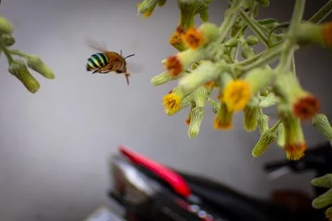 Bees of the genus Amegilla, often called blue-banded bees Stock Photos