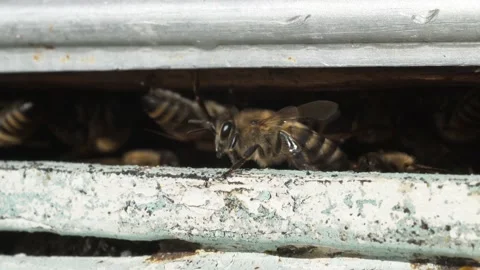 Bees getting inside and out of beehive, bees carry pollen to hive, macro footage Stock Footage 144638741