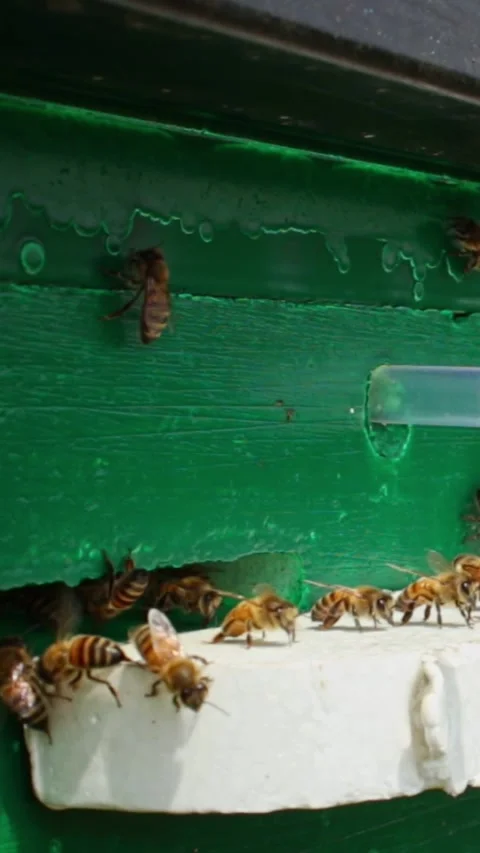 Bees getting inside the hive. Beehive entrance with bees in a sunny day. Many be 스톡 동영상 244086133