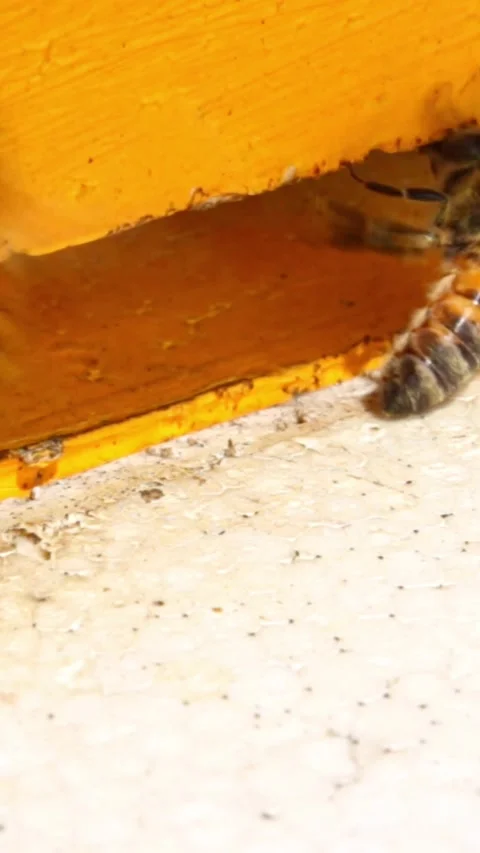 Bees getting inside the hive. Beehive entrance with bees in a sunny day. Many be Stock Footage 244086134