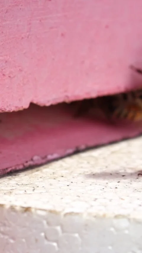 Bees getting inside the hive. Beehive entrance with bees in a sunny day. Many be Stock Footage 244086171