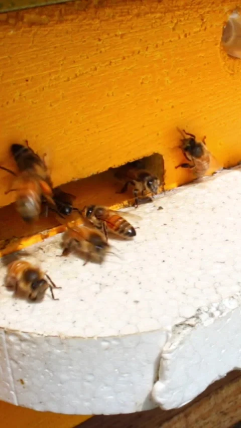 Bees getting inside the hive. Beehive entrance with bees in a sunny day. Many be Stock Footage 244086289