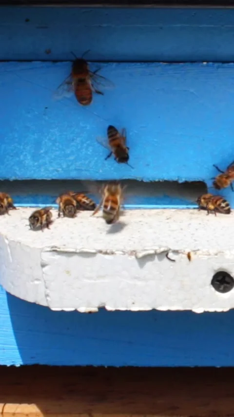 Bees getting inside the hive. Beehive entrance with bees in a sunny day. Many be Stock Footage 244086374