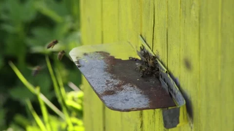 Bees getting inside the small hole of hive going back with nectar pollen. Video stock 135719853