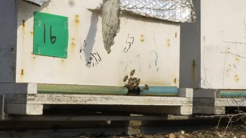 Bees go in and out in the hive, on an apiary near almond farm, Israel 스톡 동영상 73849645