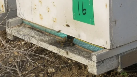 Bees go in and out in the hive, on an apiary near almond farm, Israel Stock Footage 73851757