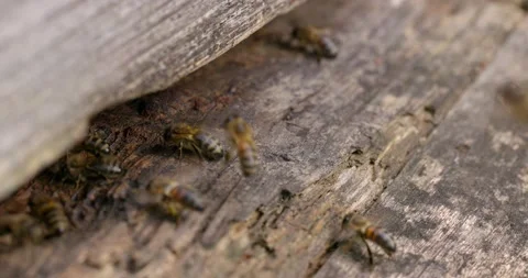 Bees go in and out in the hive Stock Footage 234807307
