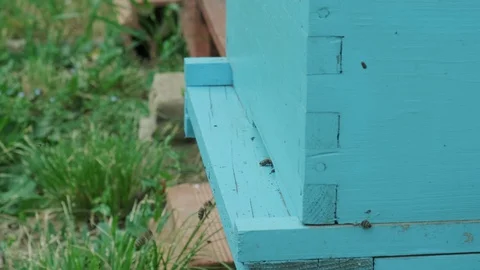 The bees go back in  the hive 動画素材 129914423