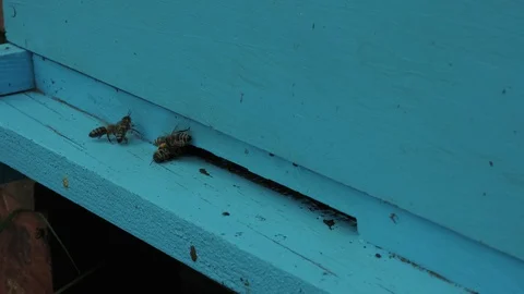 The bees go back in  the hive. Stock Footage 129914528
