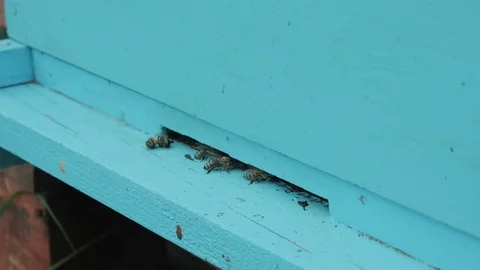 The bees go back in  the hive. Stock Footage 129914564