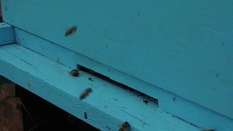 The bees go back in  the hive. Stock Footage 129914643