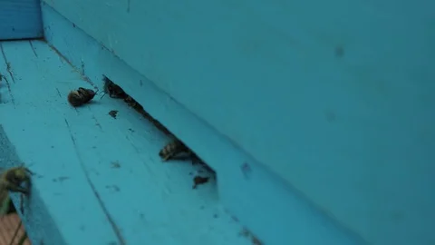 The bees go back in  the hive. Stock Footage 129914798