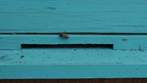 The bees go back in  the hive. Stock Footage 129914864