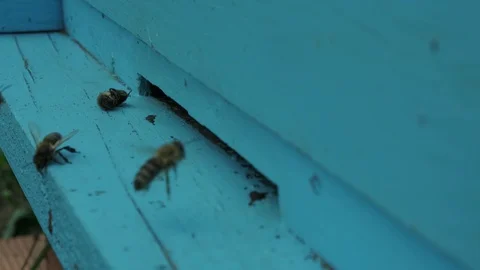 The bees go back in  the hive. Macro shot Stock Footage 129914676