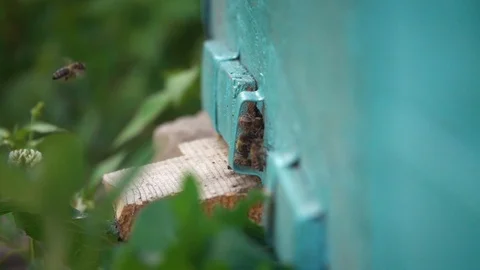 Bees go out and fly back to the apiary Stock-Footage 107969856