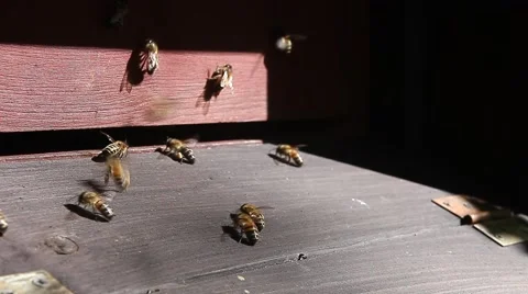 Bees going in and out of the beehive Stock Footage 54319594