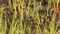 Bees in grass HD Footage