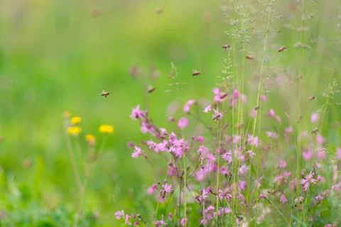 Bees in the grass Stock Photos