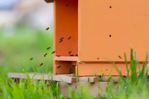 Bees in the grass Stock Photos