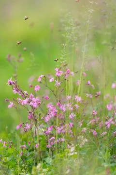 Bees in the grass Stock Photos
