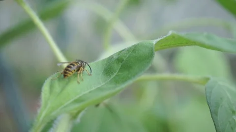 Bees on green leaf Stock Footage