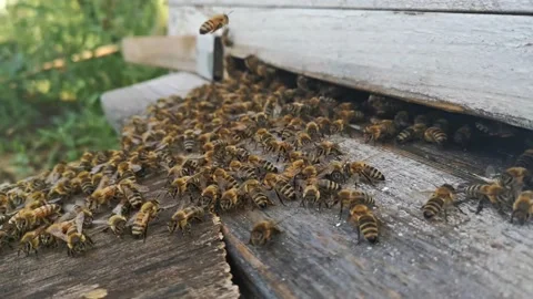 Bees guard their hive from outsiders 库存影片 136571633