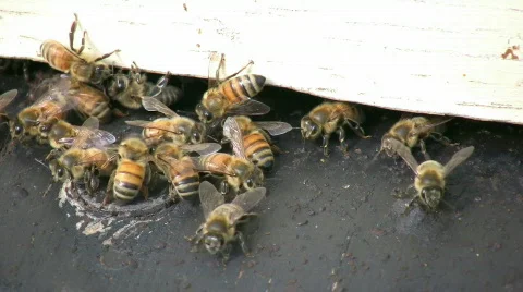 Bees Guarding Hive Stock Footage 364758