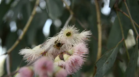 Bees on gum flowers Stock Footage 37338837