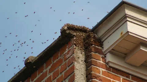 Bees in gutter of roof Stockbeeldmateriaal 92069313