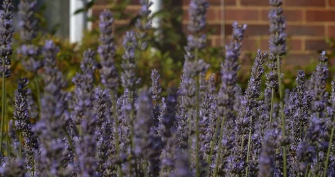 Bees Hard At Work On a Summer Day Stock Footage 113150356