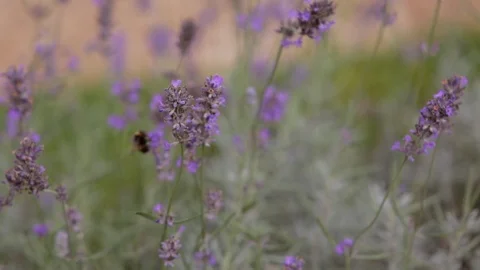 Bees on heather plant Stock Footage 86681475
