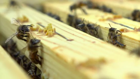 Bees in the hive 2 Stock Footage 152409378