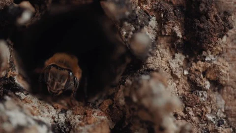 Bees in a hive 6 動画素材 128139813