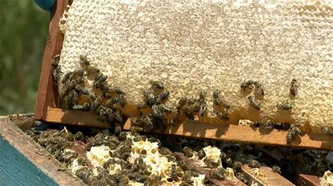 Bees in the hive after being moved Video stock 37179427