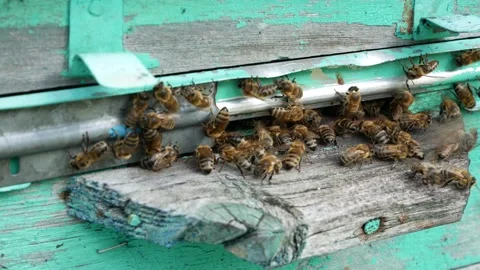 Bees in a hive in an apiary Video stock 156192474