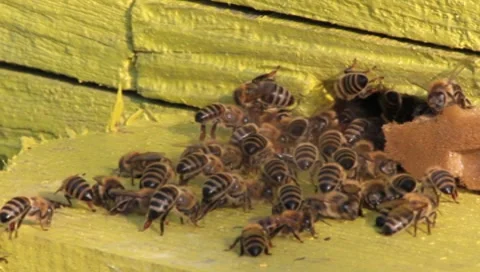 Bees at hive, Apis mellifera Video stock 8563434