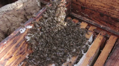  bees in a hive beehouse Stock Footage 54567382